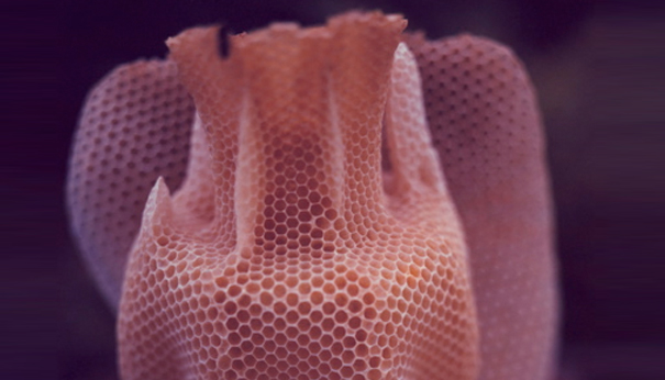 Slow-Prototyping and the Secret Life of Bees