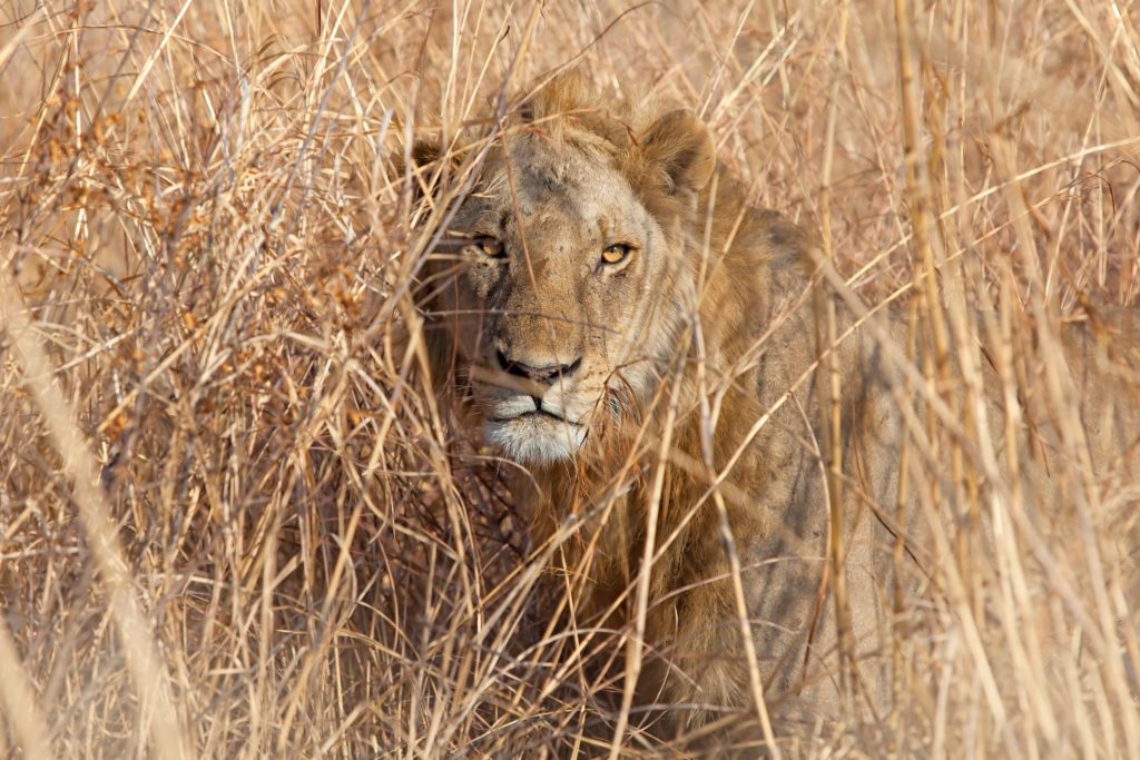 African lion peering through Savannah grasses as example of organic forms in the pattern map