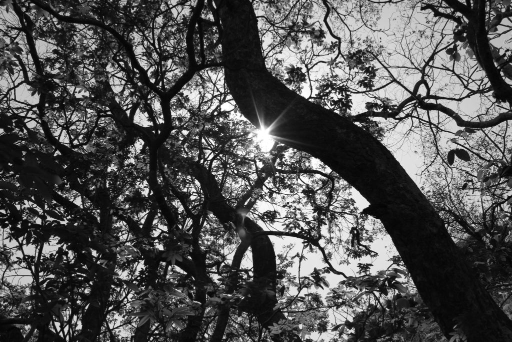 inspiration images of sun shining through trees