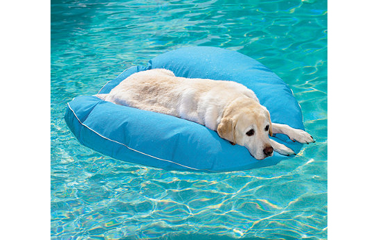 Top Ten, pet furniture, Dog Pool Float, Frontgate