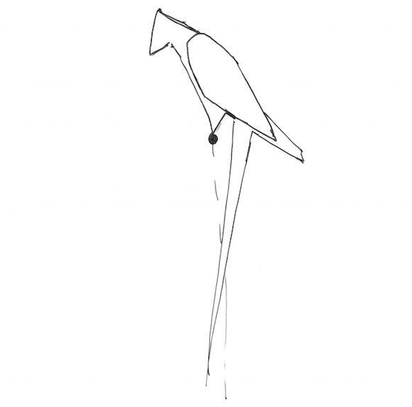 bird drawing cropped