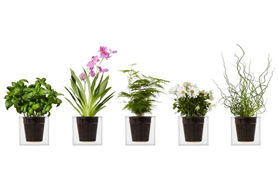plant pots, planters, desktop plant pot, low maintenance, gardening, terrarium, green, contract, accessories,