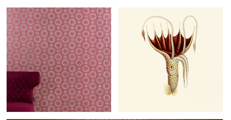 pink wallpaper inspired by extinct umbrella squid