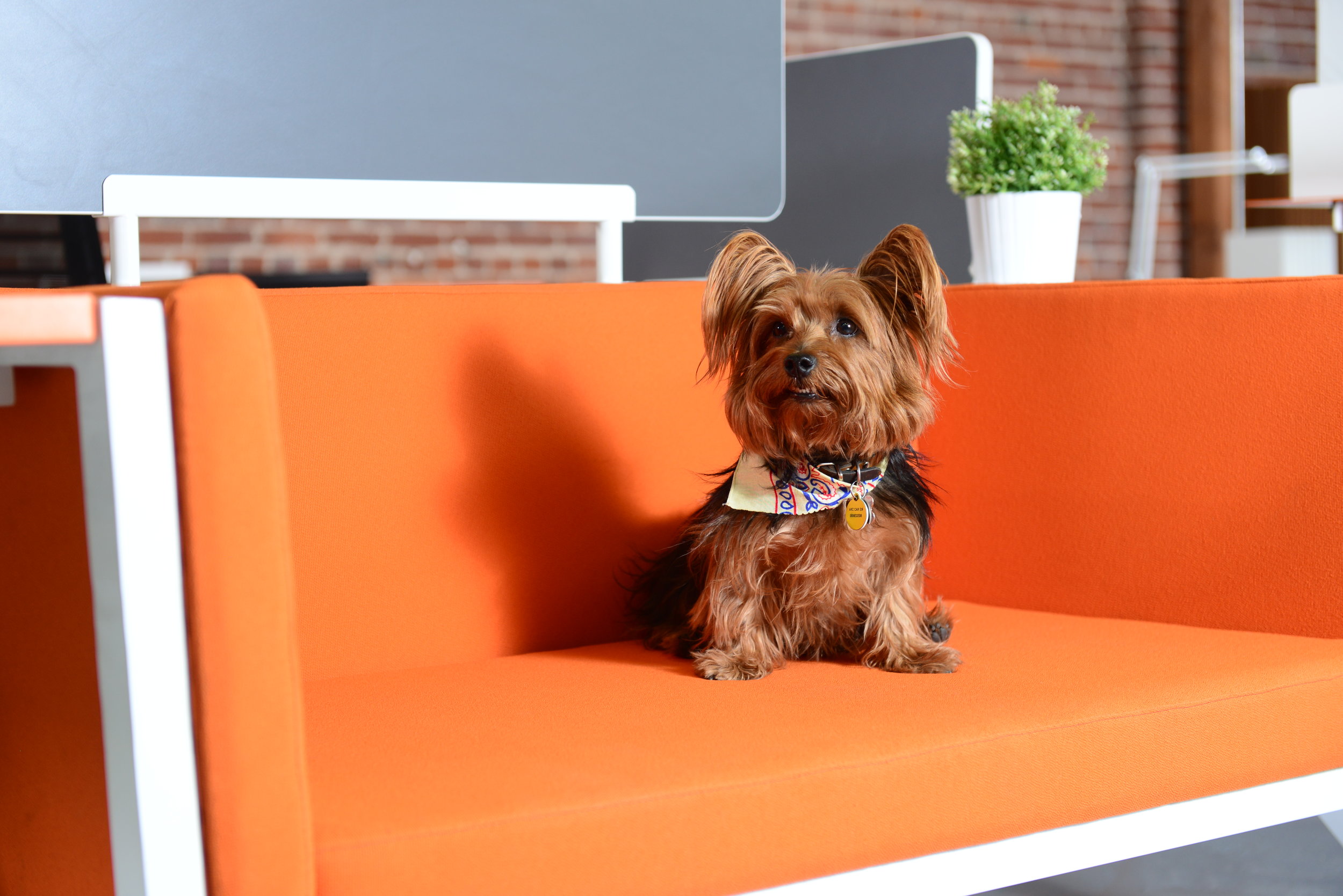 G-Series Workstation close-up on orange lounge with Yorkie puppy
