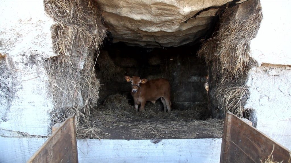 Truffle House Pauline the Cow looking out of house while consuming hay
