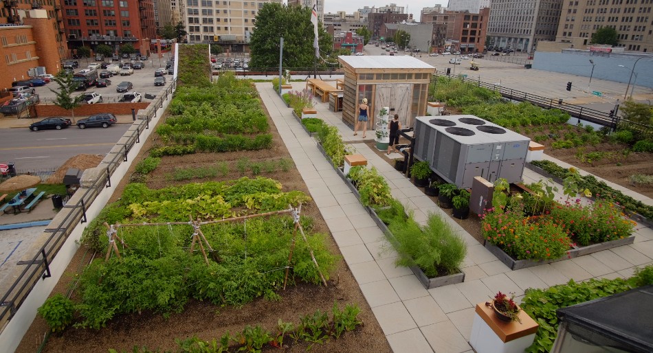 Hanging Gardens' Green Roofs St. Louis Food Farm rows of neat gardens atop roof of building with hvac system, gardening shed, concrete paths, and gardeners