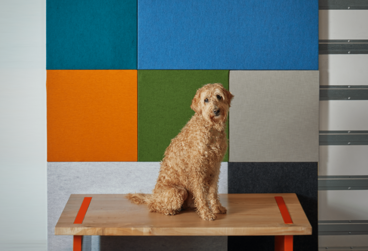Cambio color block mix of color with dog