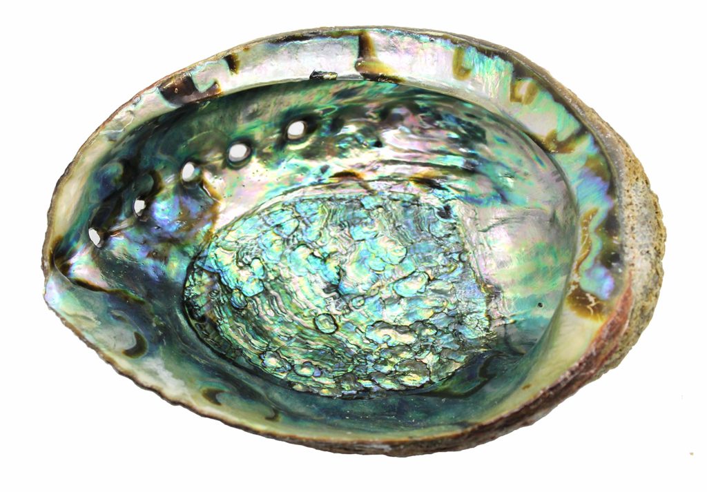 Abalone shell interior