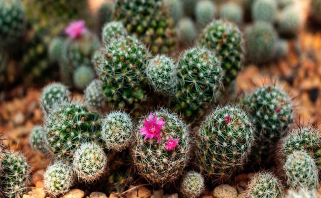 Cactus blooms that look like Viva Magenta