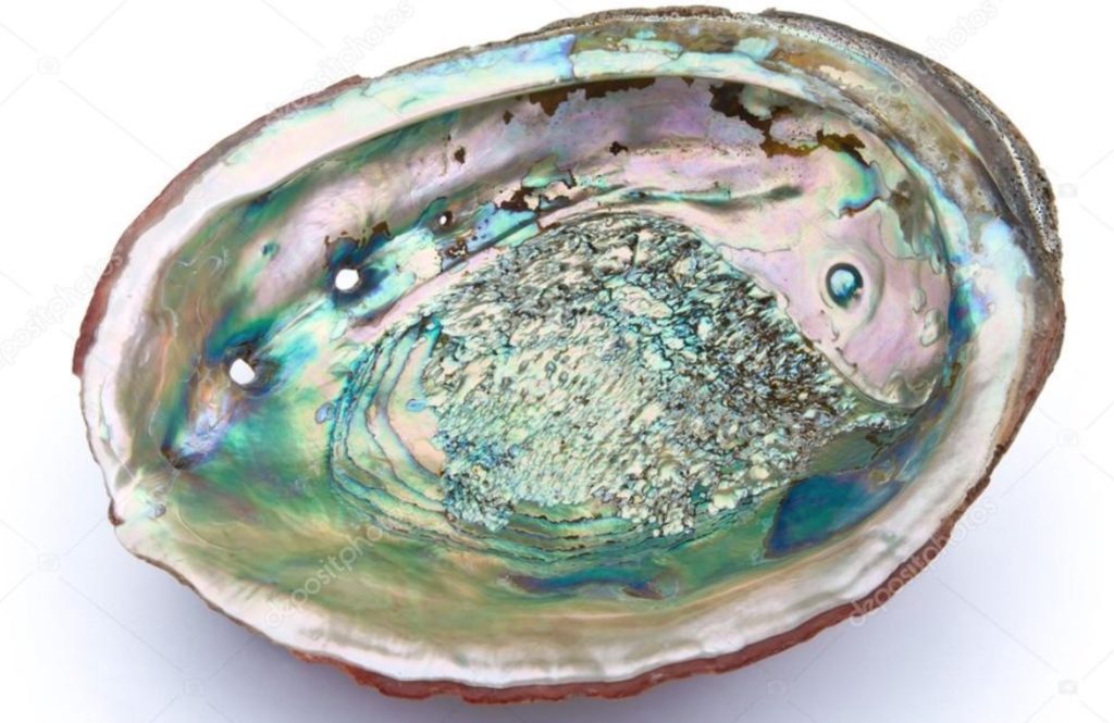 an abalone shell with iridescent interior