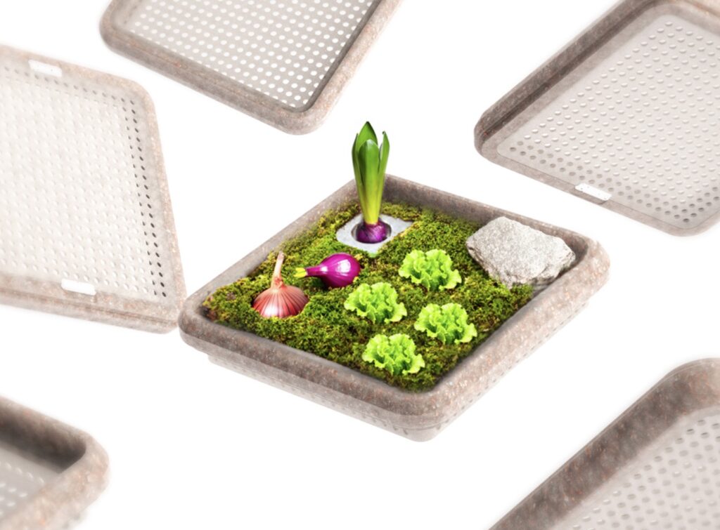 tray with onion top and little lettuces