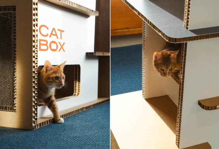 Cat Box with cats