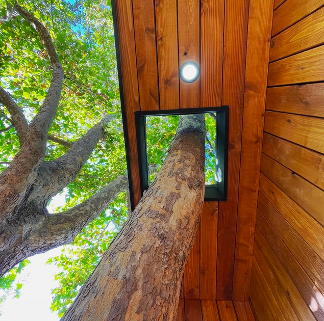 A tree growing through the structure of an Accessory Dwelling Unit