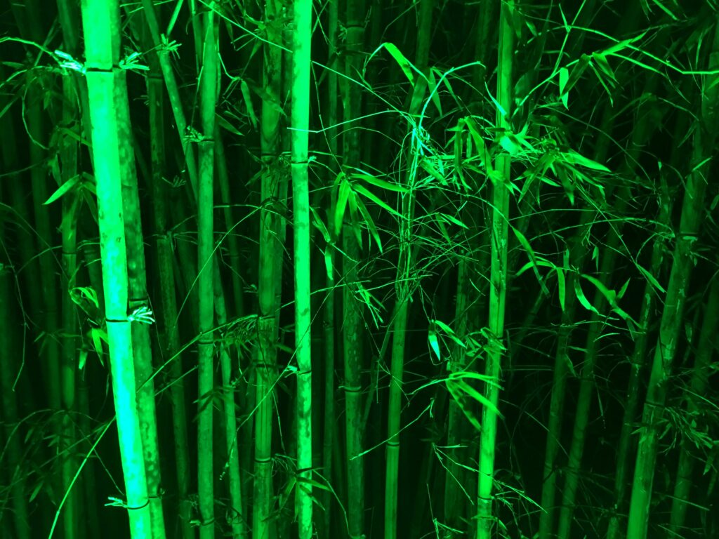 bamboo