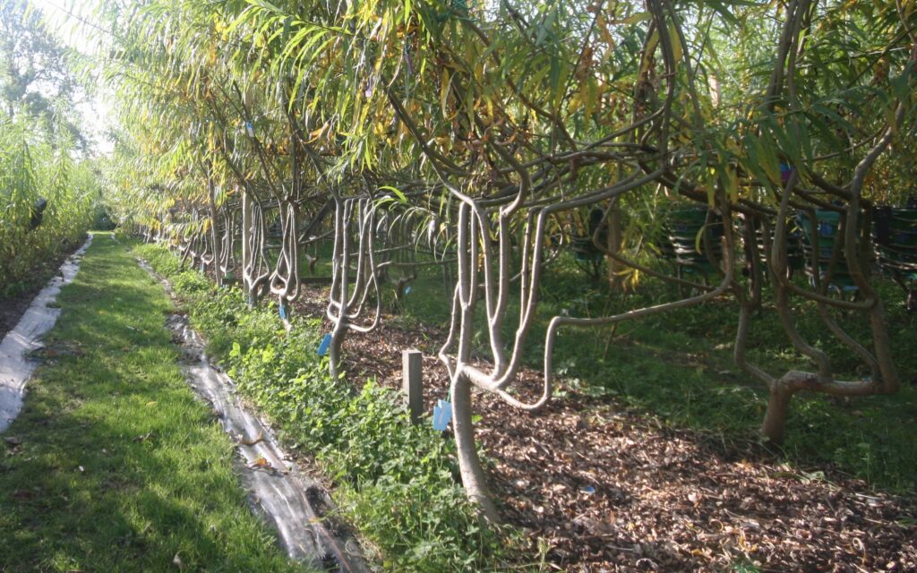 Full Grown tree orchard