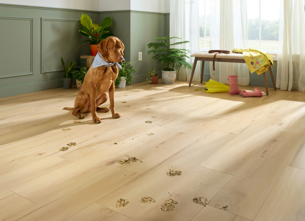 Irish Setter dog making muddy footprints on Ingenious Plank floor