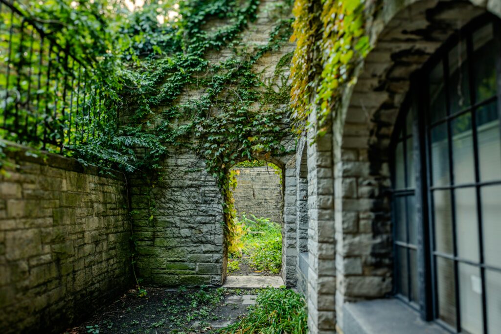 Ivy covering a building