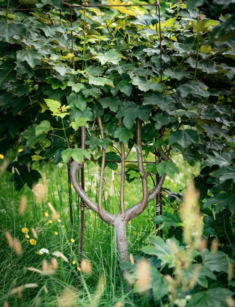 Sycamore chair