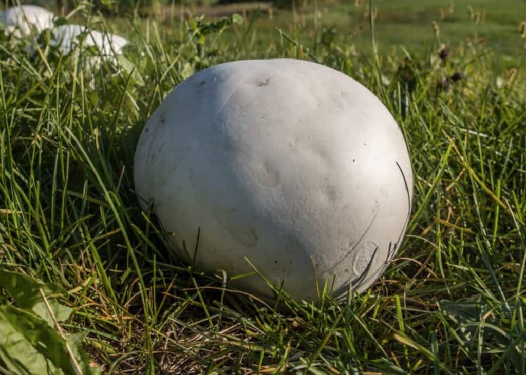 Puffball mushroom