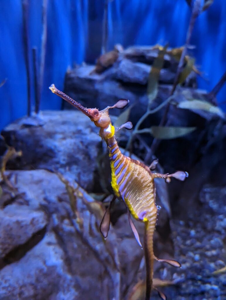 leafy sea dragon-photo by charles givens via unsplash