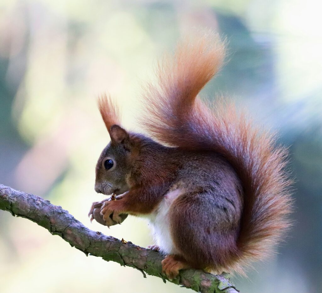 red squirrel photo by dusan veverkolo via unsplash