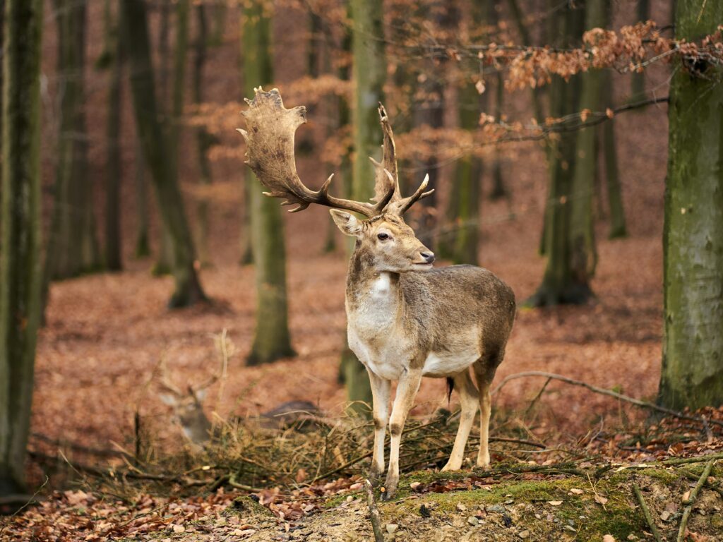 fallow deer photo by radek homola via unsplash