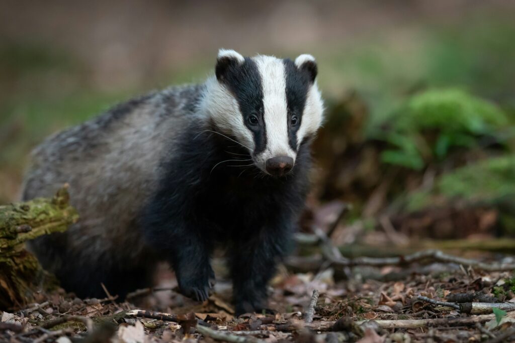 badger photo by vincent van zalin via unsplash